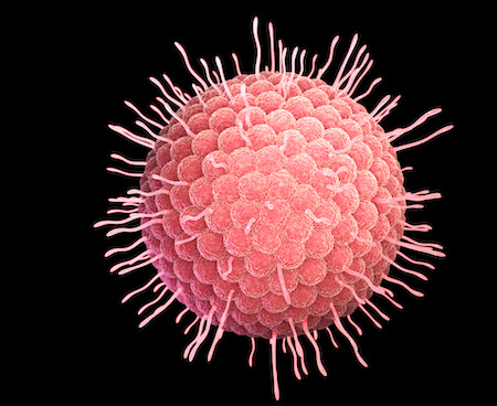 T Cells: The Commanders and Assassins Immune System