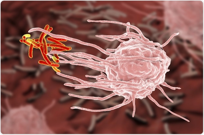 The Innate Immune System: The Rapid Response Force
