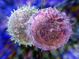 The First Shield: Your Body’s Natural Barriers by Immune System