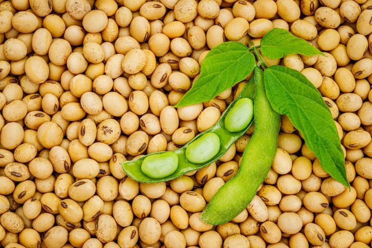 Soybean: Advantages and Disadvantages (A Complete Guide)