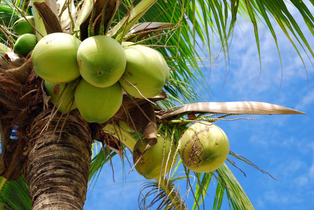 Coconut Water: Nature’s Refreshing and Healthy Drink